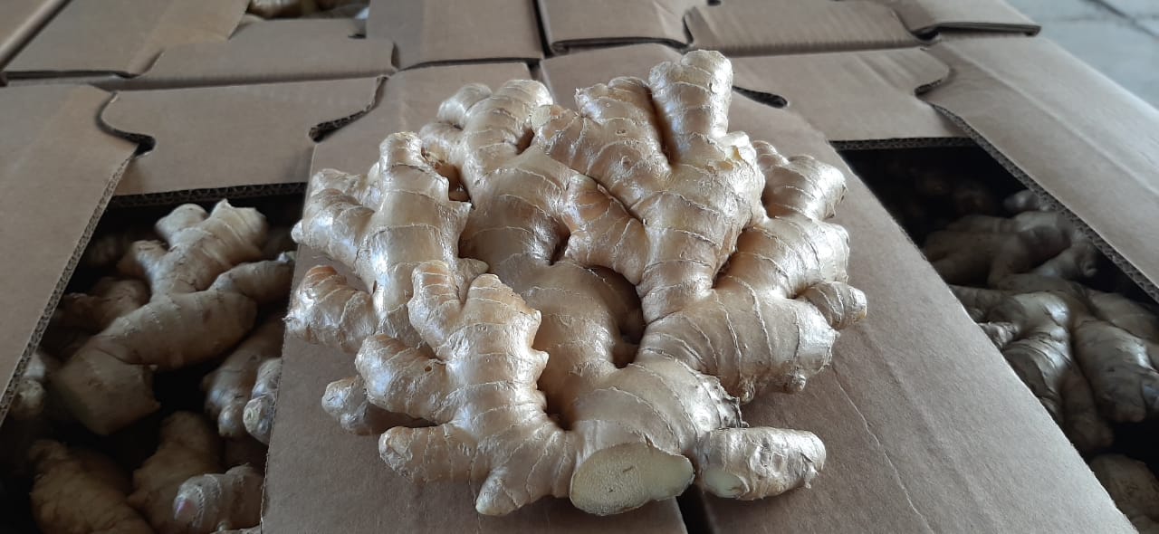 Kion (jengibre)
El kion, también conocido como jengibre, es una raíz aromática ampliamente utilizada en la cocina y la medicina tradicional. Su sabor único y sus propiedades saludables lo convierten en un ingrediente esencial en numerosas recetas y remedios naturales en todo el mundo. Descubre sus usos culinarios, beneficios para la salud y su rica historia en nuestra página web.